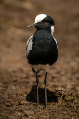 Blacksmith lapwing stands turning head in sunshine