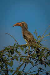 Bradfield hornbill on leafy branch in profile