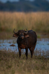Cape buffalo stands on riverbank with oxpecker