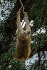 Chacma baboon hangs from tree on riverbank
