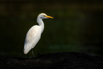 Cattle egret on Cape buffalo in river