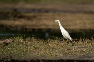 Cattle egret walks along riverbank in sunshine