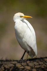 Cattle egret on Cape buffalo turning head