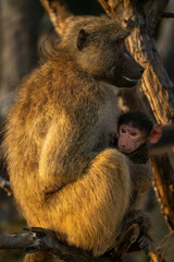 Chacma baboon sits holding baby in tree