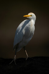 Cattle egret on Cape buffalo in sunshine