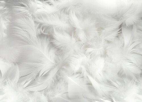 Abstract soft white feathers background © photology1971