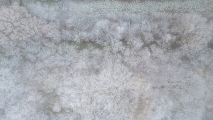 Top view of forest in winter, covered with snow, aerial view, shot by a drone. High quality photo