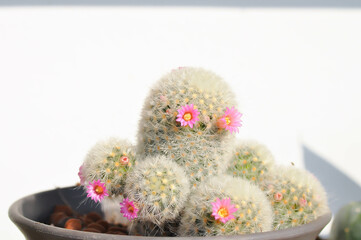 Mammillaria carmenae ,Mammillaria or cactus or succulent or Mammillaria carmenae with pink flowers
