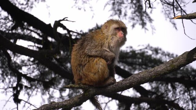 A monkey on tree due to snowfall video