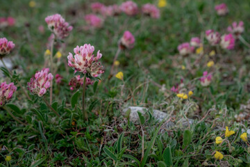 Anthyllis vulneraria pink flowers