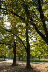 Fototapeta na wymiar Milan, autumn in the historic park public park Montanelli located near the Duomo Square. Lombardy, Italy 