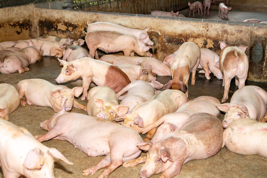 Happy pigs on the farm : Rural pig farm within a piglet pens of the same age : Livestock business
