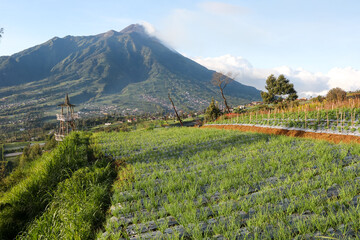 rows of shallots and garlic plants in the garden. panoramic view of onion orchard in vegetable field. plants on sloping ground early morning in mountain hills.