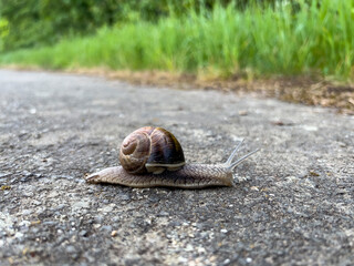Burgundy snail with a snail shell on a sidewalk  (Helix, Roman snail, edible snail, escargot)
