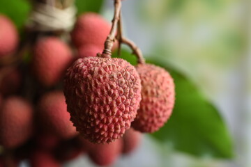fresh lychee fruit in bundle bundle