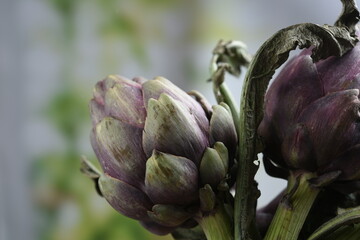 close up of purple artichoke heads
