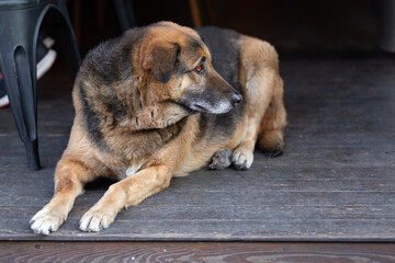 Red and black dog lies on the decks in the outdoor cafe.