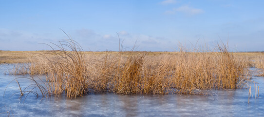 frozen lake with reed on coast at the bright cold day, winter outdoor landscape