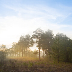 Fototapeta na wymiar pine tree forest in mist at the sunset