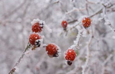 closeup snowbound rose hip bush with ripen berries