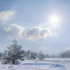 winter snowbound forest glade at bright sunny day, seasonal forest landscape