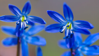 closeup blue snowdrop flowers in forest, beautiful spring natural background