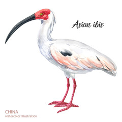watercolor asian ibis illustration. Watercolor cute animal. Hand painting postcard isolated white background. Watercolor hand drawn illustration.