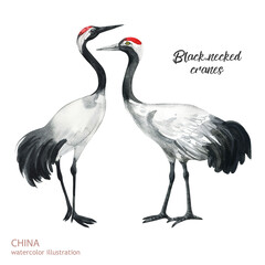 Watercolor black-necked crane illustration. Watercolor cute animal. Hand painting postcard isolated white background. Watercolor hand drawn illustration.