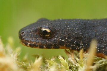 Closeup on a terrestrial blue to black European alpine newt Ichthyosaura alpestris sitting on the ground