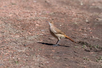 Brown Thrush walking on a reddish ground
