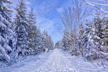 Verschneiter Winterwald und Weg auf dem Rothaarsteig bei Winterberg
