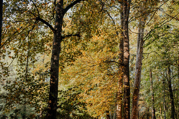 Obraz premium autumn leaves on grass