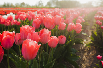 tulips field agriculture holland