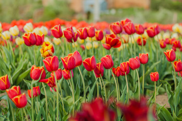 Fototapeta premium tulips field agriculture holland
