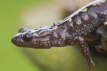 Closeup on the rare and stream dwelling, yellow spotted European Caucasian salamander, Mertensiella caucasica