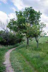 Fototapeta na wymiar path between trees