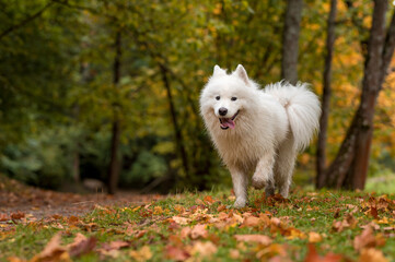Wet Samoyed Dog Walks on the grass. Autumn Maple Leaves in Background.