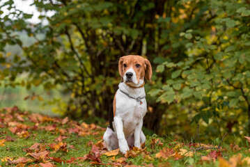 Beagle Dog Sitting on the grass. Autumn Leaves in Background.