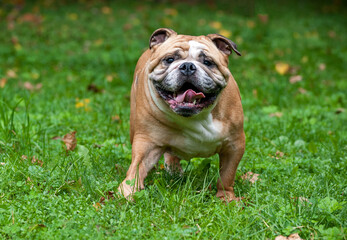 English Bulldog Dog Running on the Grass. Open Mouth. Portrait