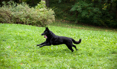 Black German Shepherd Dog Running on the grass. Open Mouth, Tongue Out