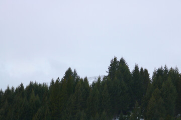forest in the middle of the mountain
