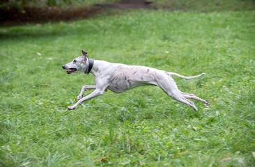 Obraz na płótnie Canvas Whippet Breed Dog Running on the Grass.