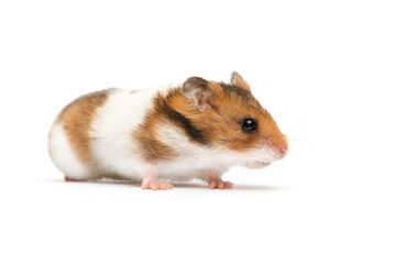 Syrian hamster in front of a white background