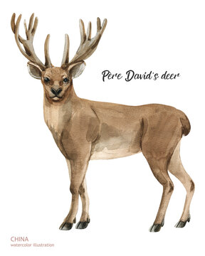 watercolor Père David's deer illustration. Watercolor cute animal. Hand painting postcard isolated white background. Watercolor hand drawn illustration. China animal
