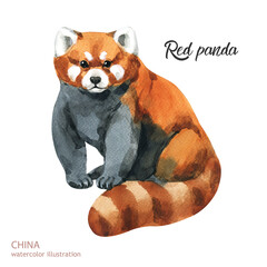 watercolor cute red panda. Watercolor cute animal. Hand painting postcard isolated white background. Watercolor hand drawn illustration.