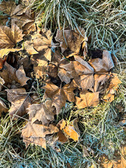 Close-up of white frost on grass and leaves in the morning. Deep natural colours are marked with white frost after a cold night. Plenty of copy space and can be used as a wallpaper.