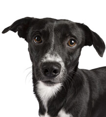 Head shot of sweet black and white shorthaired stray dog. Looking towards camera with brown eyes. Isolated cutout on transparent background.