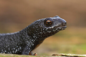 Detailed closeup on the head of a terrestrial , juvenile, Danube crested newt, Triturus dobrogicus