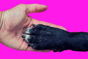 Mano de mujer sosteniendo pata de perro negro con fondo rosa