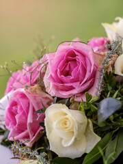 Bokeh mit Rosen, pink und gelb, softer Hintergrund